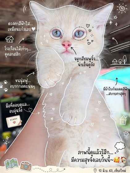 ลูกแมว รูปที่ 5