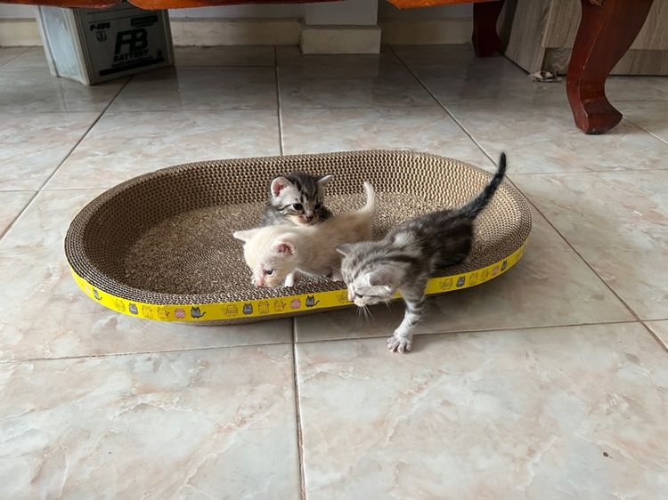 อเมริกัน ชอร์ตแฮร์ (American Shorthair) เปิดจองลูกแมว อเมริกันช๊อตแฮร