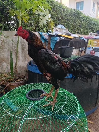 พม่า