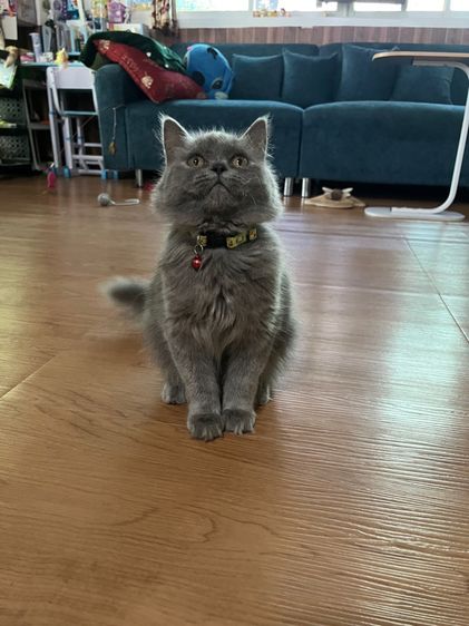 (ลดประชากร)ดช Scottish longhair สีบลู5เดือน รูปที่ 5