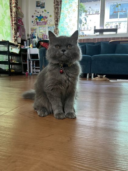 (ลดประชากร)ดช Scottish longhair สีบลู5เดือน รูปที่ 6