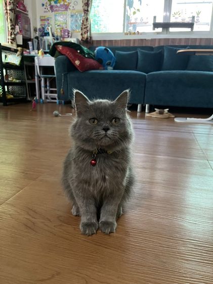 (ลดประชากร)ดช Scottish longhair สีบลู5เดือน