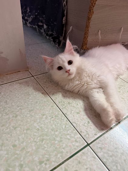 ลูกแมวเมนคูน รูปที่ 2