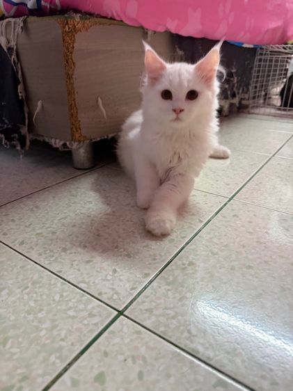 ลูกแมวเมนคูน รูปที่ 4