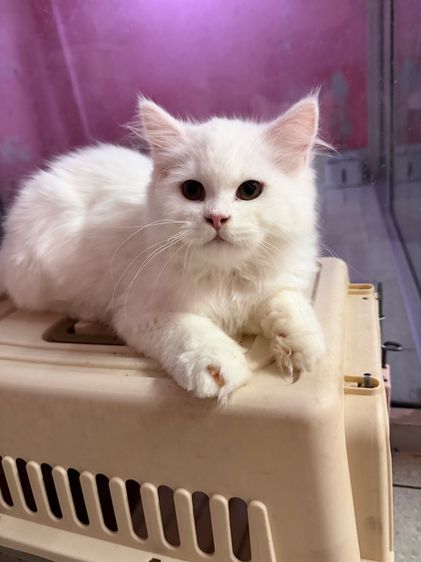ลูกแมวเมนคูน