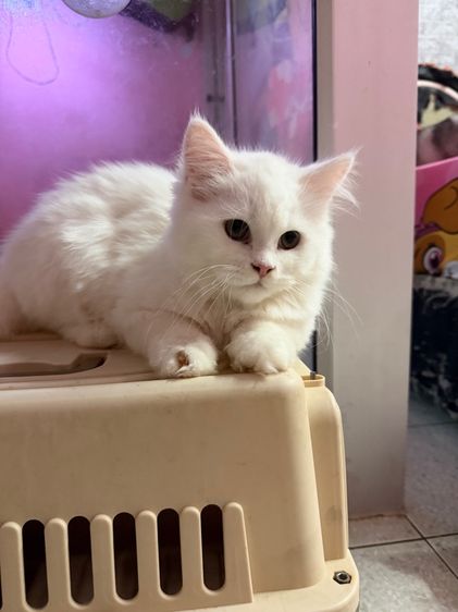 ลูกแมวเมนคูน รูปที่ 3