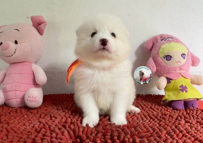 ลูกสปิตซ์แท้ ผู้ 4 เมีย 2 ตัวอ้วนกลม แน่นๆ หาบ้าน รูปที่ 4