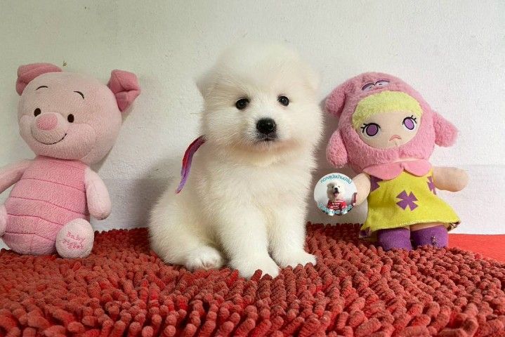 ลูกสปิตซ์แท้ ผู้ 4 เมีย 2 ตัวอ้วนกลม แน่นๆ หาบ้าน รูปที่ 5