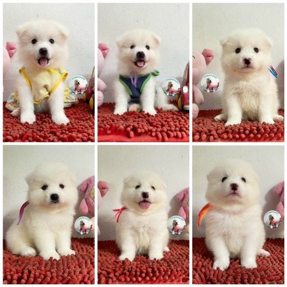 ลูกสปิตซ์แท้ ผู้ 4 เมีย 2 ตัวอ้วนกลม แน่นๆ หาบ้าน