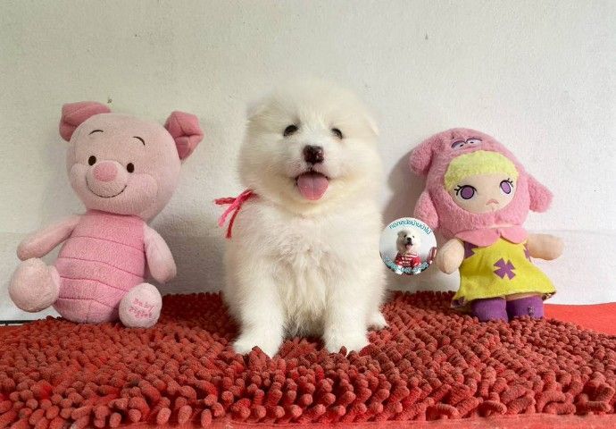 ลูกสปิตซ์แท้ ผู้ 4 เมีย 2 ตัวอ้วนกลม แน่นๆ หาบ้าน รูปที่ 6