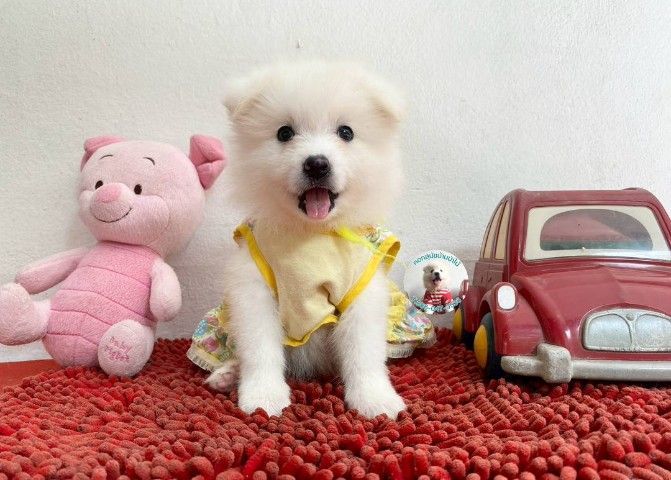 ลูกสปิตซ์แท้ ผู้ 4 เมีย 2 ตัวอ้วนกลม แน่นๆ หาบ้าน รูปที่ 2