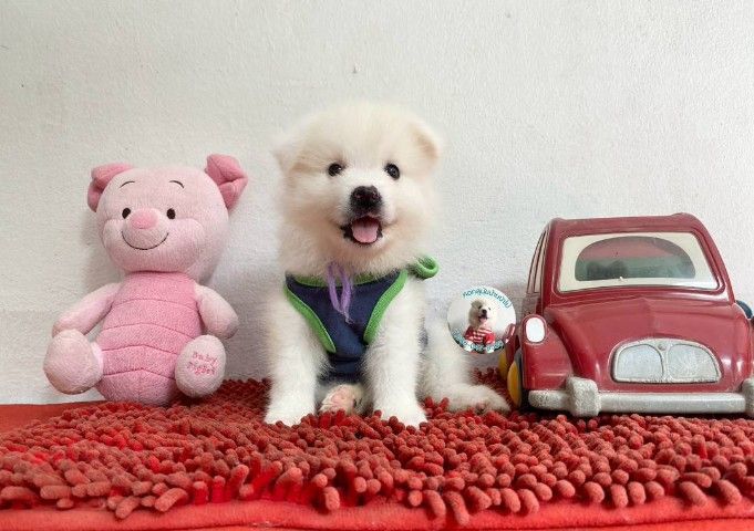 ลูกสปิตซ์แท้ ผู้ 4 เมีย 2 ตัวอ้วนกลม แน่นๆ หาบ้าน รูปที่ 3