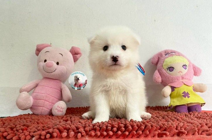 ลูกสปิตซ์แท้ ผู้ 4 เมีย 2 ตัวอ้วนกลม แน่นๆ หาบ้าน รูปที่ 7