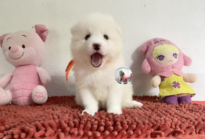 รูปสปิตซ์ตัวเมียอ้วนกลมหน้าหวาน ขี้เล่น กินเก่ง รูปที่ 2