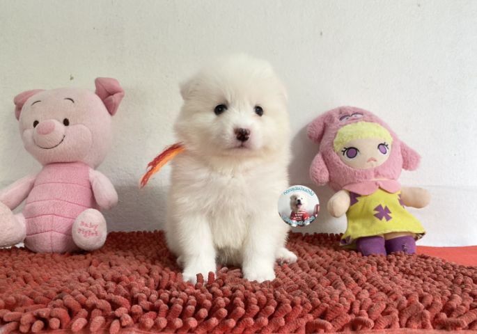 รูปสปิตซ์ตัวเมียอ้วนกลมหน้าหวาน ขี้เล่น กินเก่ง รูปที่ 9
