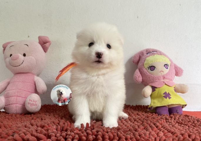 รูปสปิตซ์ตัวเมียอ้วนกลมหน้าหวาน ขี้เล่น กินเก่ง รูปที่ 5