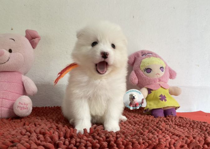 รูปสปิตซ์ตัวเมียอ้วนกลมหน้าหวาน ขี้เล่น กินเก่ง