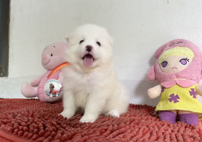 รูปสปิตซ์ตัวเมียอ้วนกลมหน้าหวาน ขี้เล่น กินเก่ง รูปที่ 6