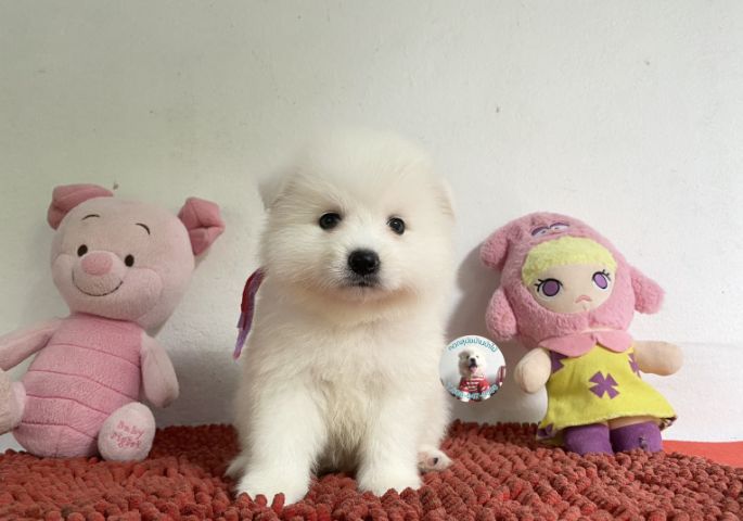 ลูกสปิตซ์แท้ตัวผู้ ขนแน่น ตัวกลม กินเก่งบึกบึนหล่อมาก