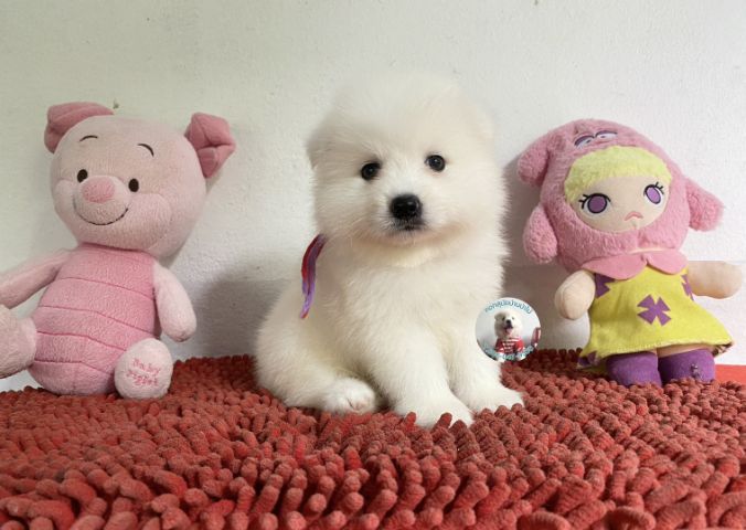ลูกสปิตซ์แท้ตัวผู้ ขนแน่น ตัวกลม กินเก่งบึกบึนหล่อมาก รูปที่ 3