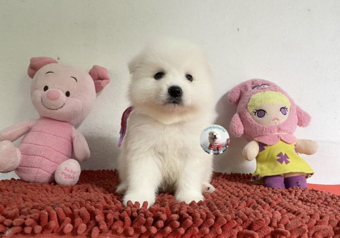 ลูกสปิตซ์แท้ตัวผู้ ขนแน่น ตัวกลม กินเก่งบึกบึนหล่อมาก รูปที่ 2