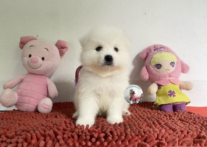 ลูกสปิตซ์แท้ตัวผู้ ขนแน่น ตัวกลม กินเก่งบึกบึนหล่อมาก รูปที่ 6