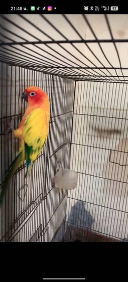 นก