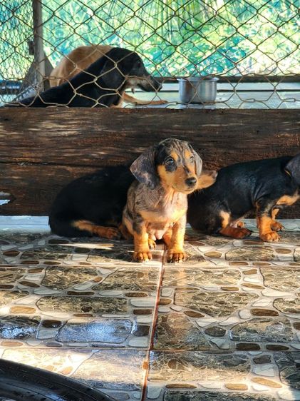 ดัชชุน (Dachshund) กลาง ดัชชุน