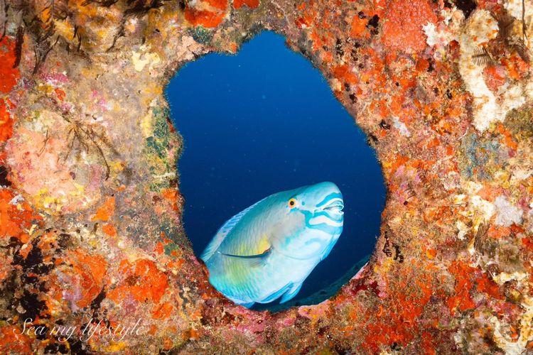 ทริปดำน้ำ Liveaboard เกาะพีพี 4 วัน 3 คืน กับ Khao Lak Scuba Adventures รูปที่ 4