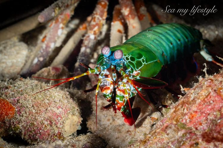 ทริปดำน้ำ Liveaboard เกาะพีพี 4 วัน 3 คืน กับ Khao Lak Scuba Adventures รูปที่ 3