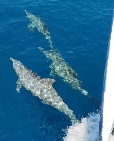 ทริปดำน้ำ Liveaboard เกาะพีพี 4 วัน 3 คืน กับ Khao Lak Scuba Adventures รูปที่ 5