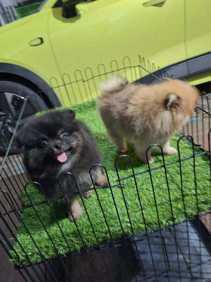 ปอมเมอเรเนียน (Pomeranian) เล็ก ปอม