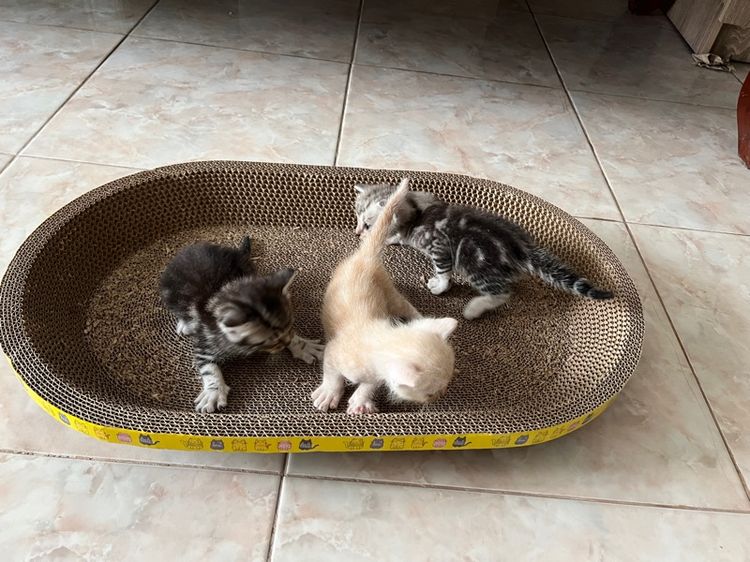 อเมริกัน ชอร์ตแฮร์ (American Shorthair) เปิดจองลูกแมว  อเมริกันช๊อตแฮร์