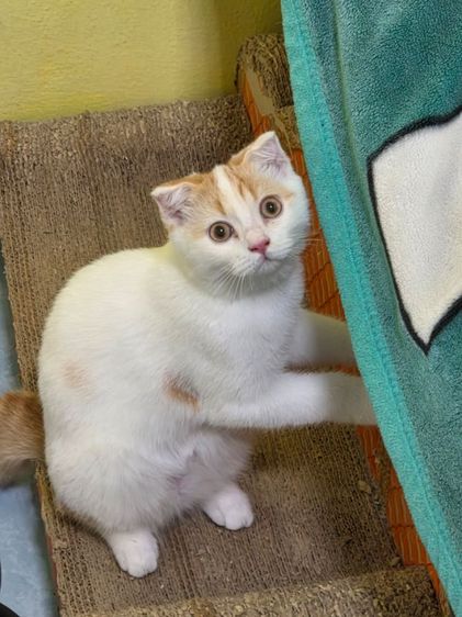 สก็อตติช โฟลด์ (Scottish Fold) แมวสก็อตติช เพศชาย
