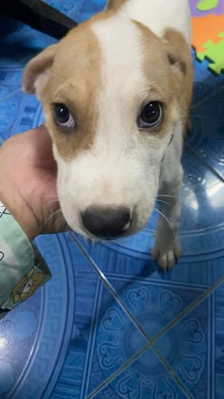 ลูกสุนัขฟรี