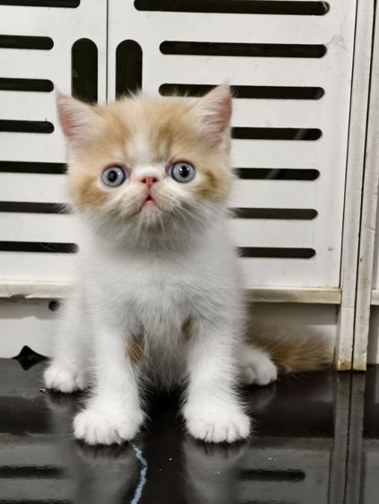 เอ็กโซติก ชอร์ตแฮร์ (Exotic Shorthair) เอ็กโซติก ขนสั้น หน้าบี้ 3ช  1ญ