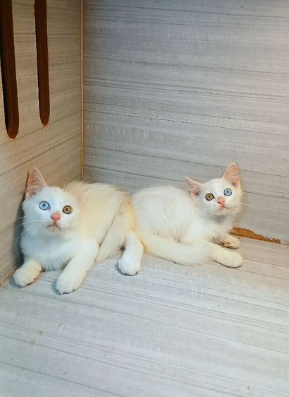 แมวสก้อตติชผสม ตาสองสี เพศผู้ สวยไม่มีตำหนิก่อนย้ายตรวจหัดแมวฟรีรับประกันเอดส์แมวกับรูคีเมียคะ