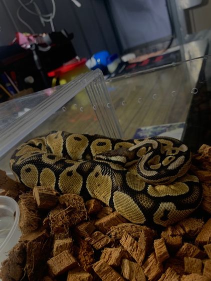 งู ball python