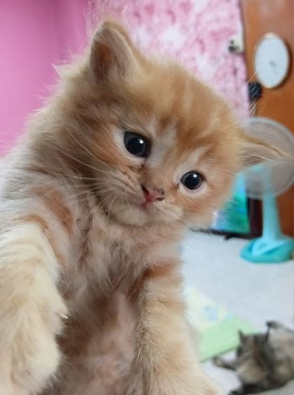 เปอร์เซีย (Persian) แมวเปอร์เซีย