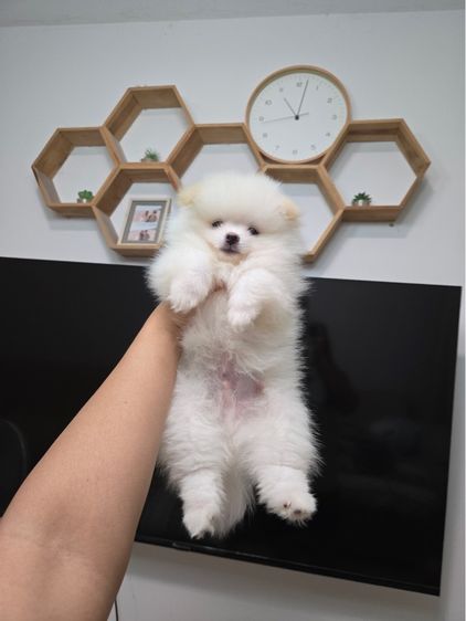 ปอมเมอเรเนียน (Pomeranian) เล็ก ปอมแท้
