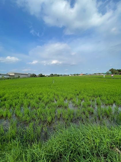 ใช่ ที่ดินสวย 54 ไร่ คลอง 6 ลำลูกกา ปทุมธานี  ออกค่าโอนให้ รูปที่ 4