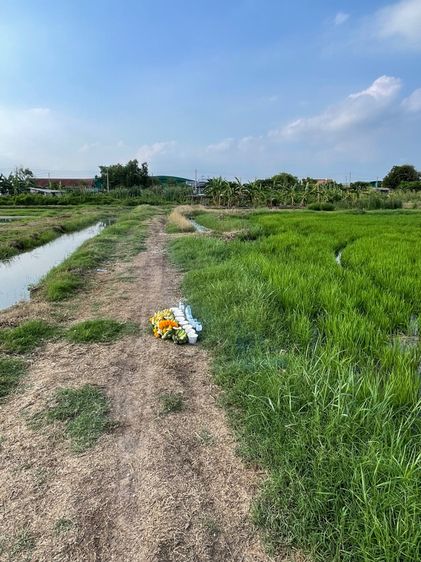 ใช่ ที่ดินสวย 54 ไร่ คลอง 6 ลำลูกกา ปทุมธานี ออกค่าโอนให้ รูปที่ 3