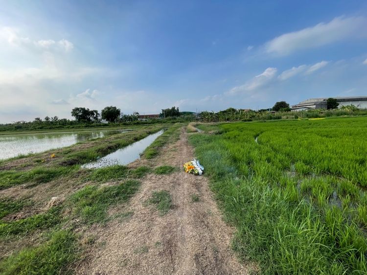ใช่ ที่ดินสวย 54 ไร่ คลอง 6 ลำลูกกา ปทุมธานี ออกค่าโอนให้ รูปที่ 2