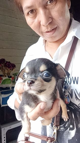 ชิวาวาขนสั้น รูปที่ 7