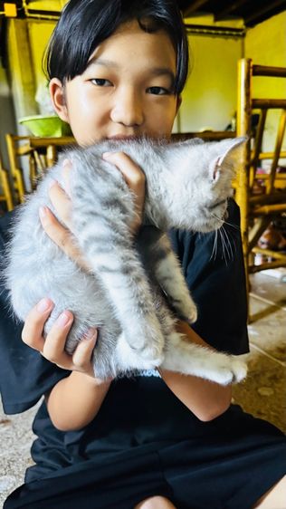 สต็อตติผสมหิมาลัย น่ารักเลย รูปที่ 3