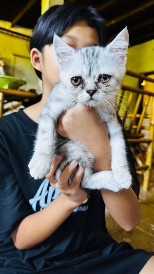 สต็อตติผสมหิมาลัย น่ารักเลย รูปที่ 7