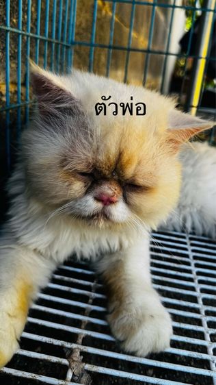 สต็อตติผสมหิมาลัย น่ารักเลย รูปที่ 10