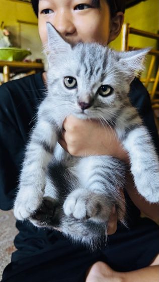 สต็อตติผสมหิมาลัย น่ารักเลย รูปที่ 2