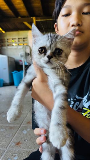 สต็อตติผสมหิมาลัย น่ารักเลย รูปที่ 6