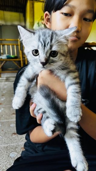สต็อตติผสมหิมาลัย น่ารักเลย รูปที่ 4